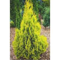Thuja picata'4Ever goldy' 