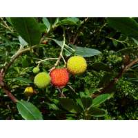 Arbutus undo'Peace and Love' 