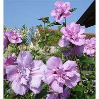 Hibiscus syriacus'Ardens' 