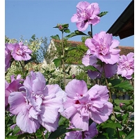 Hibiscus syriacus'Ardens' 