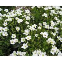 Arenaria montana