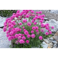 Armeria maritima'Düsseldorfer Stolz'