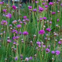 Armeria maritima'Splendens' 