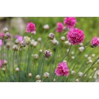 Armeria maritima'Armanda Deep Rose' 