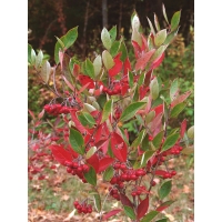 Aronia arbutifolia'Brilliant' 