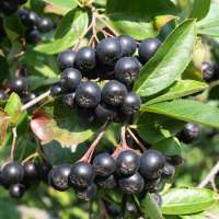 Aronia prunifolia'Nero' 