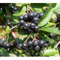 Aronia prunifolia'Viking' 