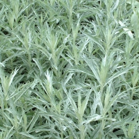 Artemisia ludoviciana'Silver Queen'
