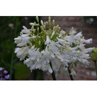Agapanthus'Artic Star' 