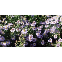 Aster ericoides'Blue Star'