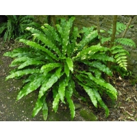 Asplenium scolopendrium