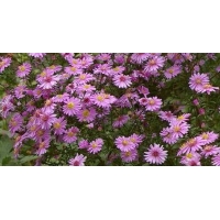 Aster amellus'Rosa Erfüllung'