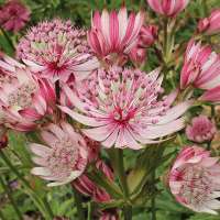 Astrantia major'Sparkling Stars Pink'