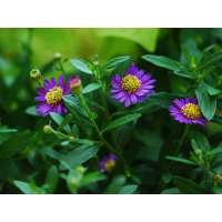 Aster ageratoides'Ezo Murasaki'
