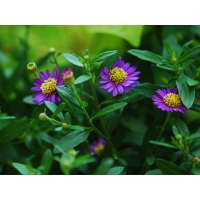 Aster ageratoides'Ezo Murasaki'