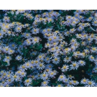 Aster ageratoides'Asran'