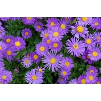 Aster alpinus'Dunkle Schöne'