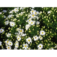 Aster dumosus'Schneekissen'