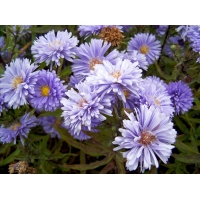 Aster novi-belgii'Marie Ballard'