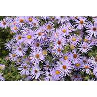 Aster'Primerose Path'