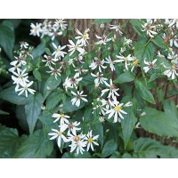Aster divaricatus