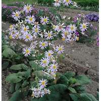 Aster macrophyllus