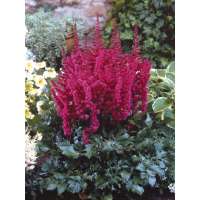 Astilbe chinensis'Visions in Red' 