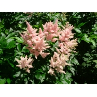 Astilbe japonica'Peach Blossom' 