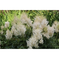 Astilbe arendsii'Weisse gloria' 