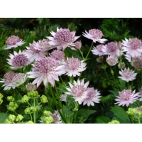 Astrantia major'Buckland'