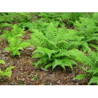 Athyrium filix-femina