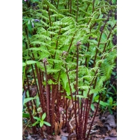 Athyrium filix-femina'Lady in Red'