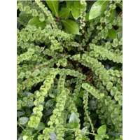 Athyrium filix-femina'Fritziliae'