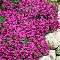 Aubrieta'Rosenteppich'