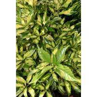 Aucuba japonica'Crinkled Golden Leaf' 