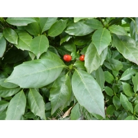 Aucuba japonica'Rozannie' 