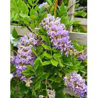 Wisteria florida'Aunt Dee' 