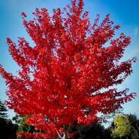 Acer rubrum'Autumn Flame' 