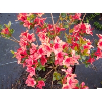 Azalea japonica'Addy Wery' 