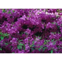 Azalea japonica'Blaue Donau' 