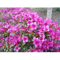 Azalea japonica'Amoena' 