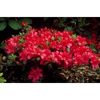 Azalea japonica'Excelsior' 
