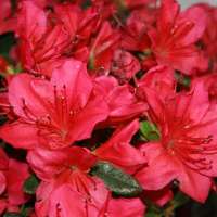 Azalea japonica'Little Red' 
