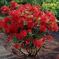 Azalea knaphill'Nabucco' 