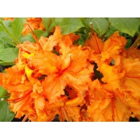 Azalea knaphill'Goldflame' 