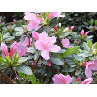 Azalea japonica'Madame van Hecke' 