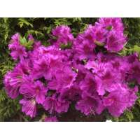 Azalea japonica'Konigstein' 