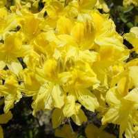 Azalea knaphill'Anneke' 