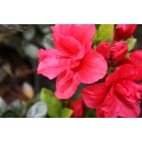 Azalea japonica'Florida' 
