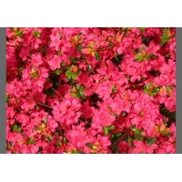 Azalea japonica'Moederkensdag' 
